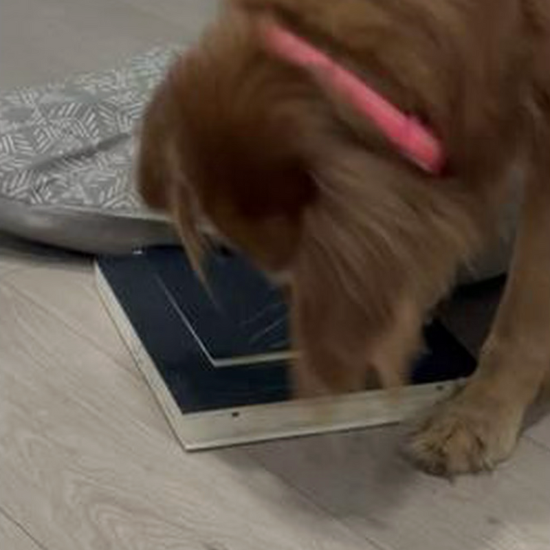 Tiny Dog Big Anxiety Not Anymore